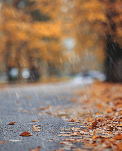 Autumn rain in the park