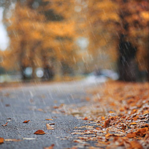 Autumn rain in the park